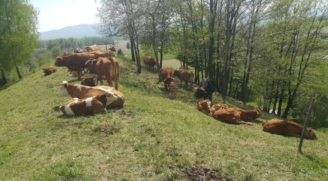 SZJ – potrebujemo vec podatkov za pravIlne odločitve glede OBVEZNEGA CEPLJENJA – V PROSTOVOLJNO – PROTI MODRIKASTEMU JEZIKU