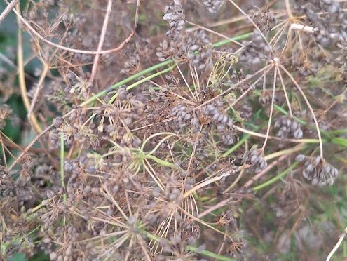 Baza znanjaČ POSEJMO ČIMVEČ SLOVENSKIH SEMEN – ZA VARNEJŠO PRIHODNOST BREZ LAKOTE